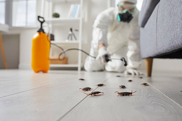 Commercial Kitchen Cockroach Control in Hoffman Estates